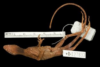 Media type: image;   Herpetology R-127833